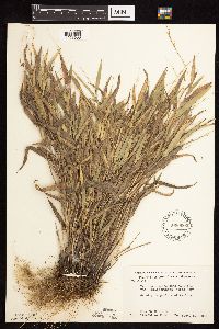 Dichanthelium oligosanthes image