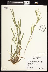 Dichanthelium oligosanthes image