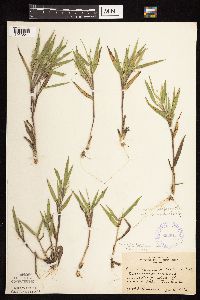 Dichanthelium oligosanthes image