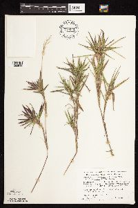 Dichanthelium oligosanthes image