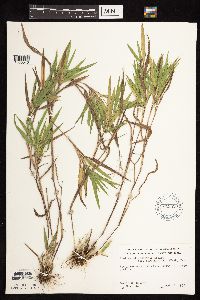 Dichanthelium oligosanthes image