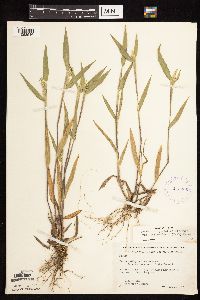 Dichanthelium oligosanthes image