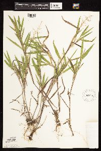 Dichanthelium oligosanthes image