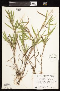 Dichanthelium oligosanthes image