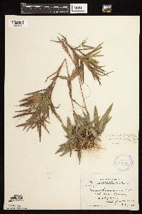 Dichanthelium oligosanthes image