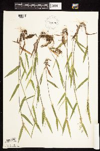 Dichanthelium oligosanthes image