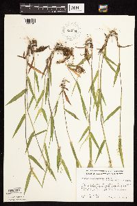 Dichanthelium oligosanthes image