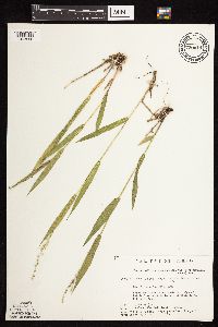 Dichanthelium oligosanthes image