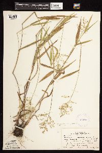 Dichanthelium oligosanthes image