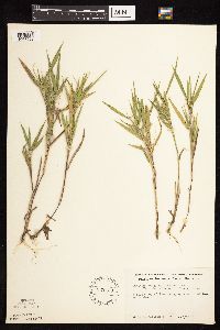 Dichanthelium oligosanthes image