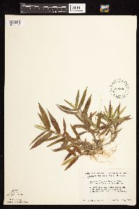 Dichanthelium oligosanthes image