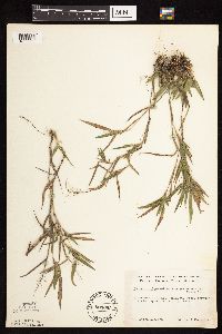 Dichanthelium oligosanthes image