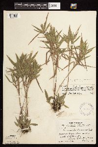 Dichanthelium oligosanthes image