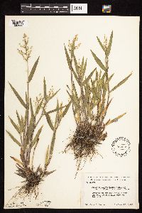 Dichanthelium oligosanthes image