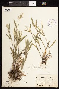 Dichanthelium oligosanthes image