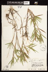 Dichanthelium oligosanthes image