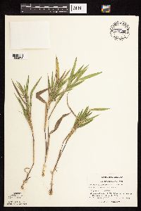 Dichanthelium oligosanthes image