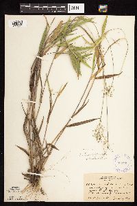 Dichanthelium oligosanthes image