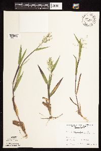 Dichanthelium oligosanthes image