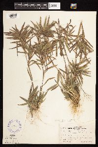 Dichanthelium oligosanthes image