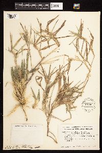 Dichanthelium oligosanthes image