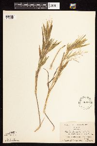 Dichanthelium oligosanthes image