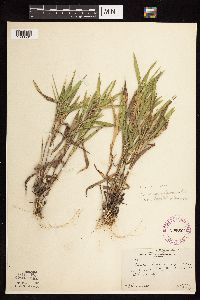 Dichanthelium oligosanthes image