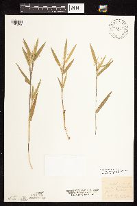 Dichanthelium oligosanthes image