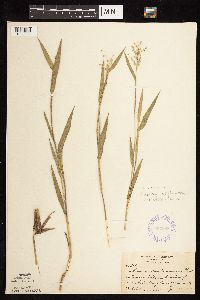 Dichanthelium oligosanthes image