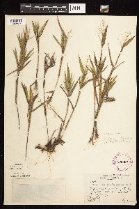 Dichanthelium oligosanthes image