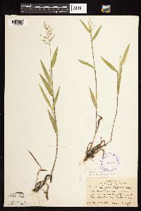 Dichanthelium oligosanthes image