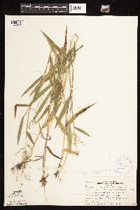 Dichanthelium oligosanthes image