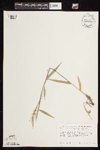 Dichanthelium oligosanthes image