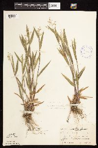 Dichanthelium oligosanthes image