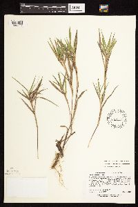 Dichanthelium oligosanthes image