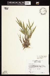 Dichanthelium oligosanthes image