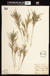 Dichanthelium oligosanthes image