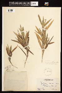 Dichanthelium oligosanthes image