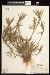 Dichanthelium oligosanthes image