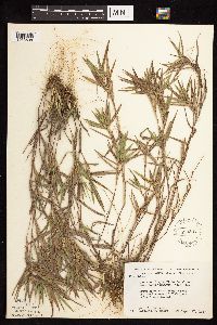 Dichanthelium oligosanthes image