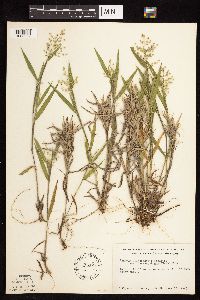 Dichanthelium oligosanthes image