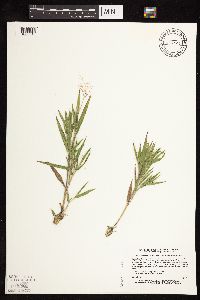 Dichanthelium praecocius image