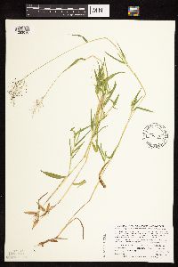 Dichanthelium praecocius image