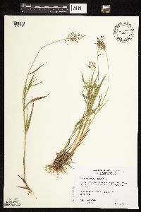 Dichanthelium praecocius image