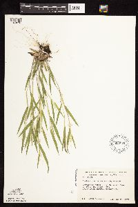 Dichanthelium praecocius image