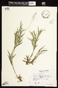 Dichanthelium praecocius image