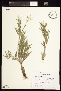 Dichanthelium praecocius image