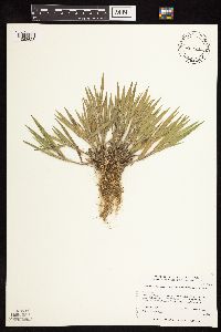 Dichanthelium praecocius image