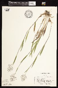 Dichanthelium lanuginosum image