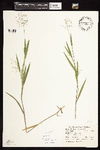 Dichanthelium praecocius image